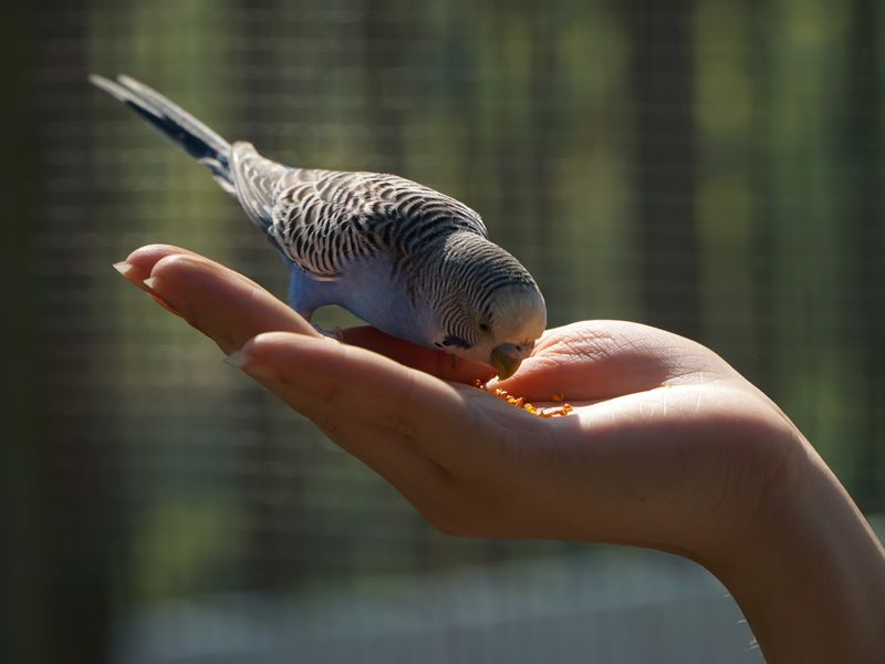 Periquito comiendo semillas