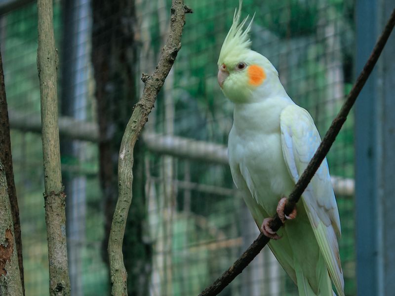 Cacatúa ninfa en jaula