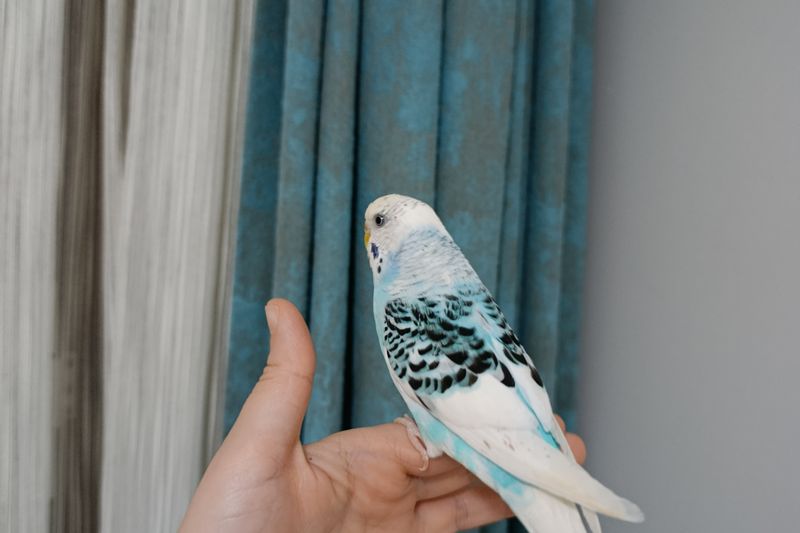 Persona sosteniendo un periquito azul